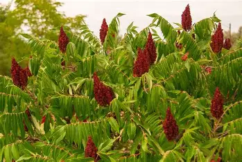 Sumac — anti-inflammatory spice